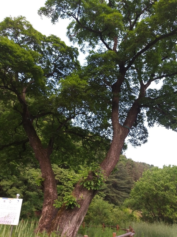 늙은 거목 물푸레나무