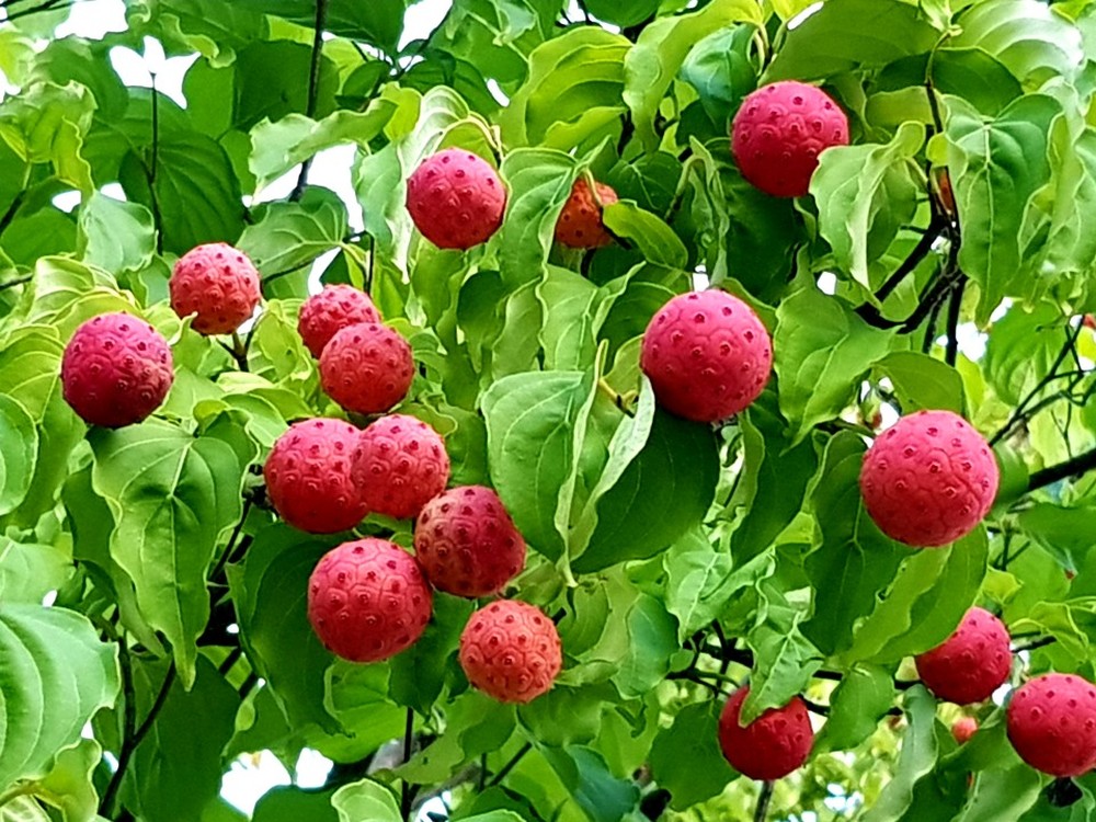 산딸나무 열매