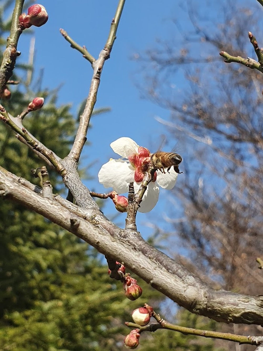 매화 팝콘