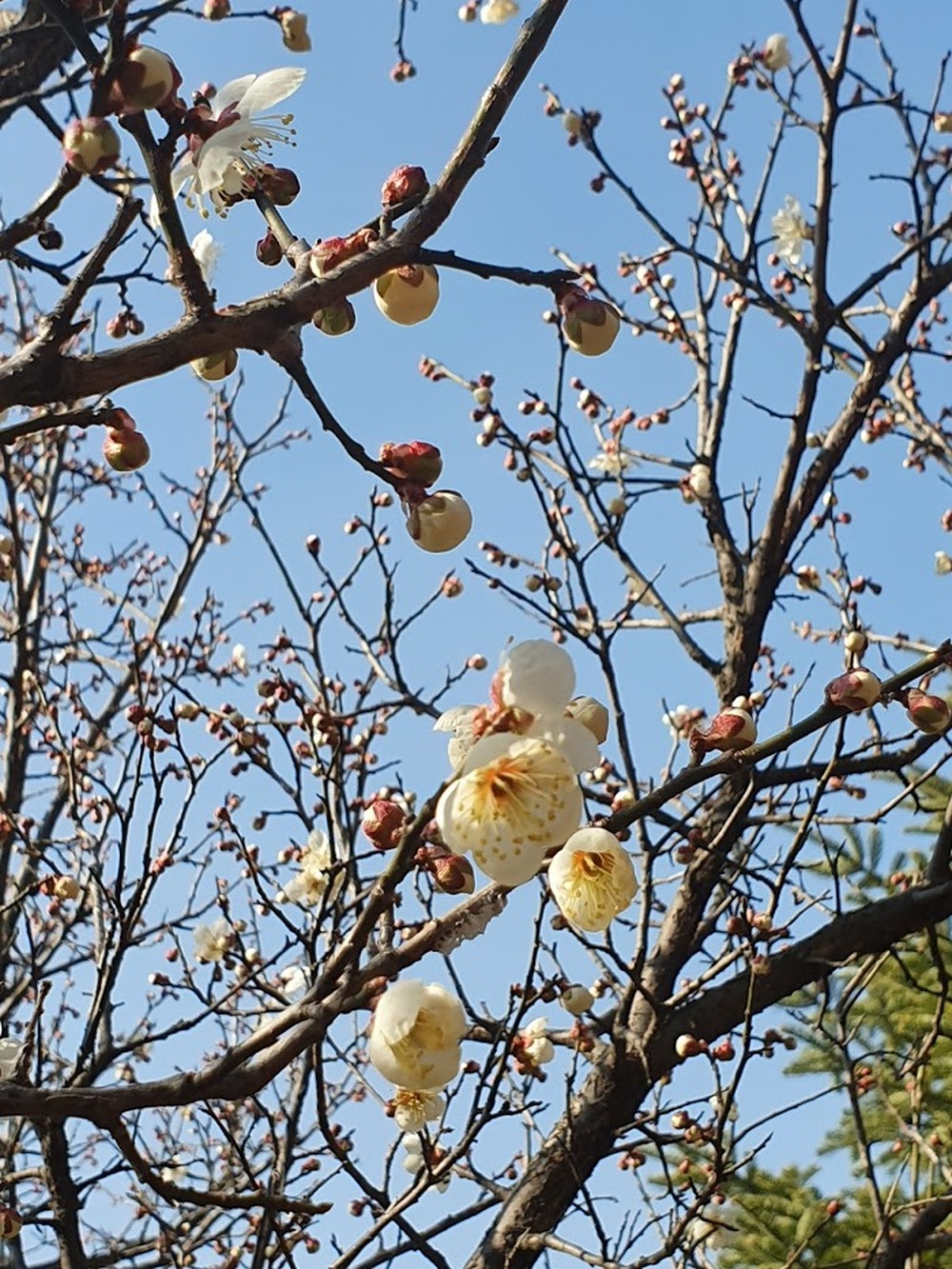 매화 팝콘