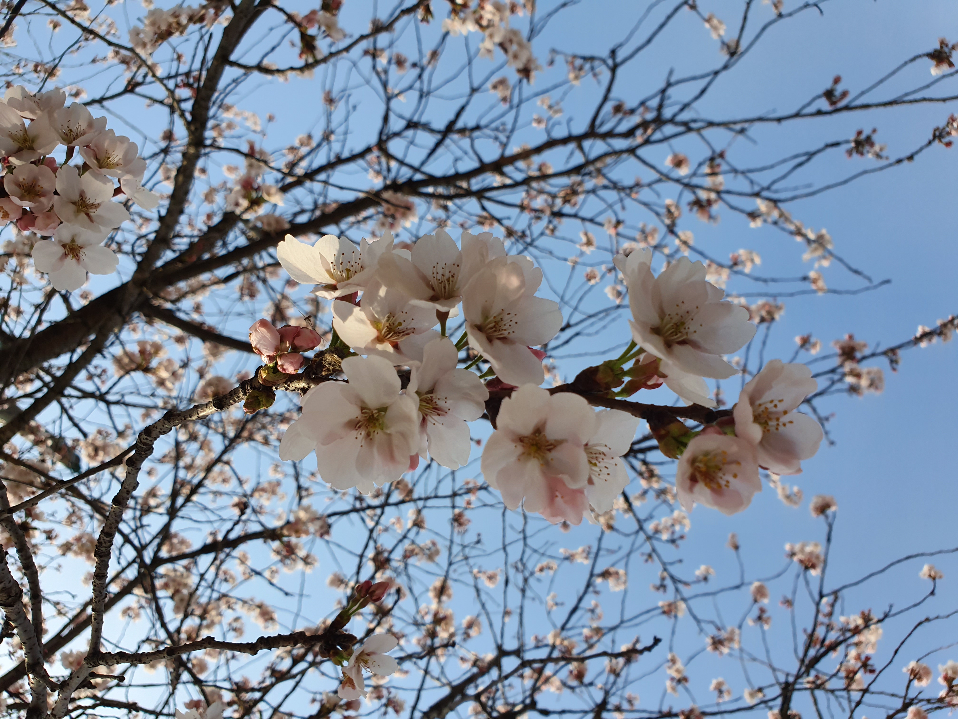 봄꽃구경