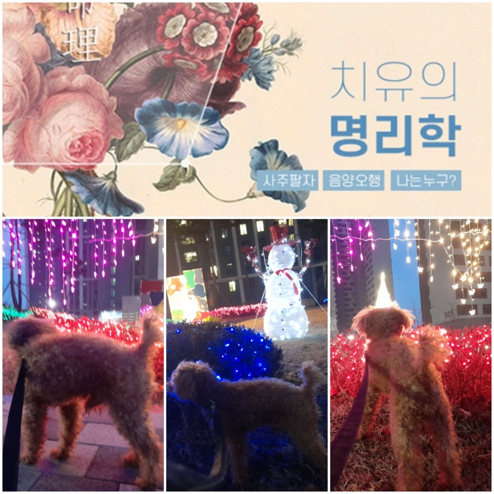 강쥐 데꾸 아파트 산책..