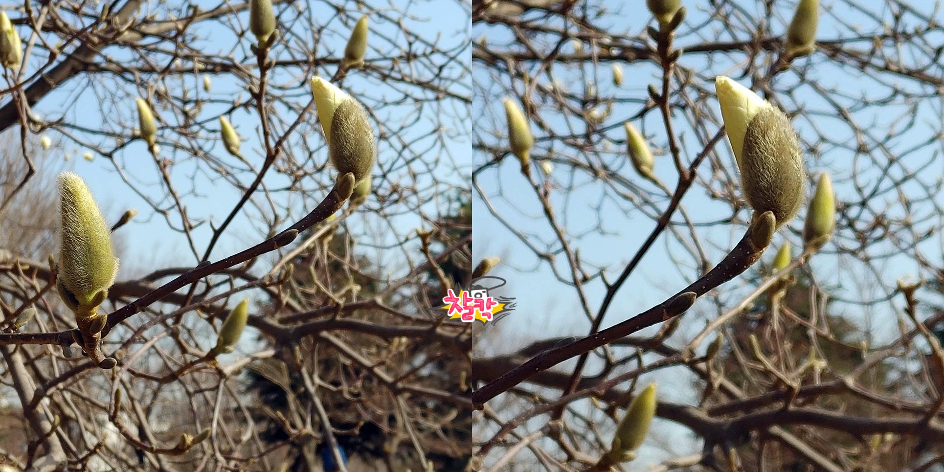 인천 ~~ 목련꽃이 이..