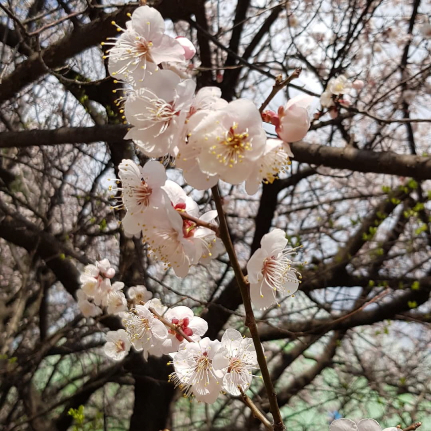 봄이 왔어요.