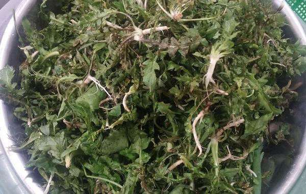 [오늘의미션] 봄나물 ..