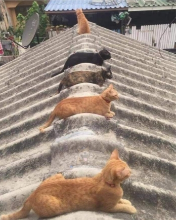 거리두기 안하냥
