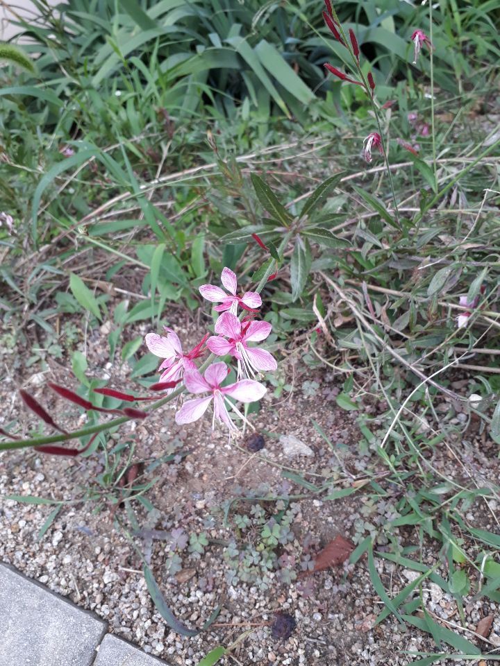 분홍바늘꽃