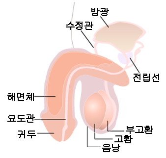 페니스의 구조와 미개인..