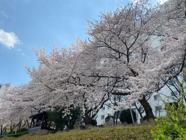 [오늘의미션] 봄꽃