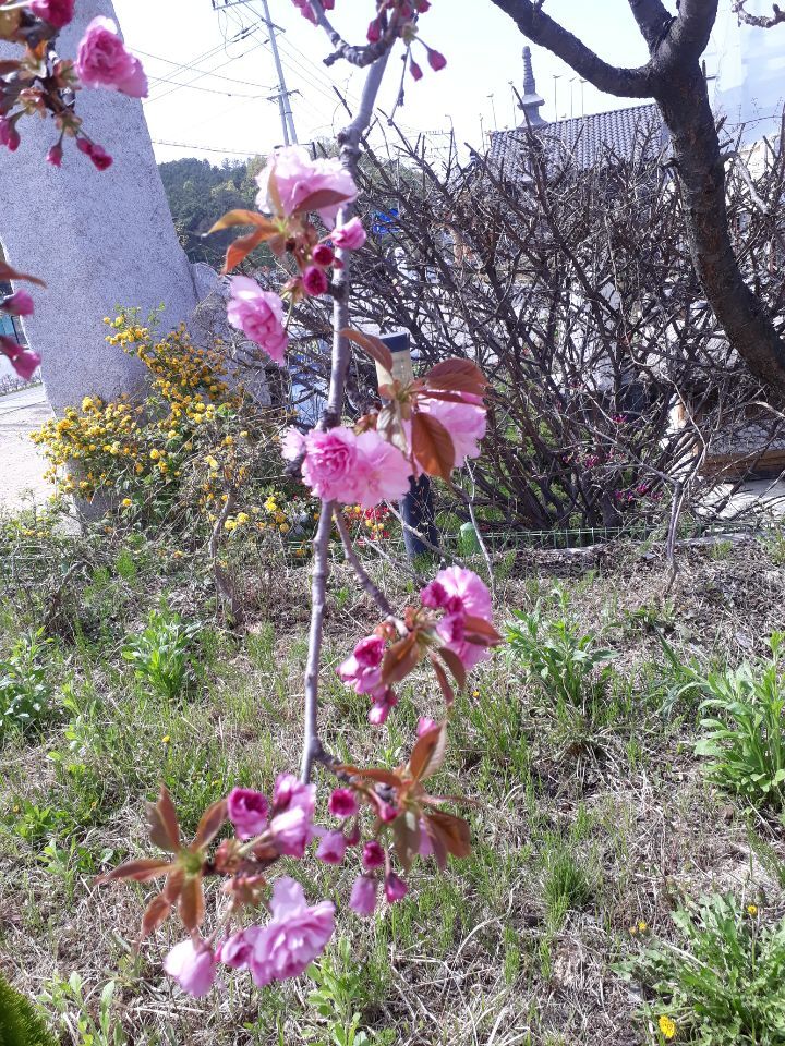 겹벚꽃나무
