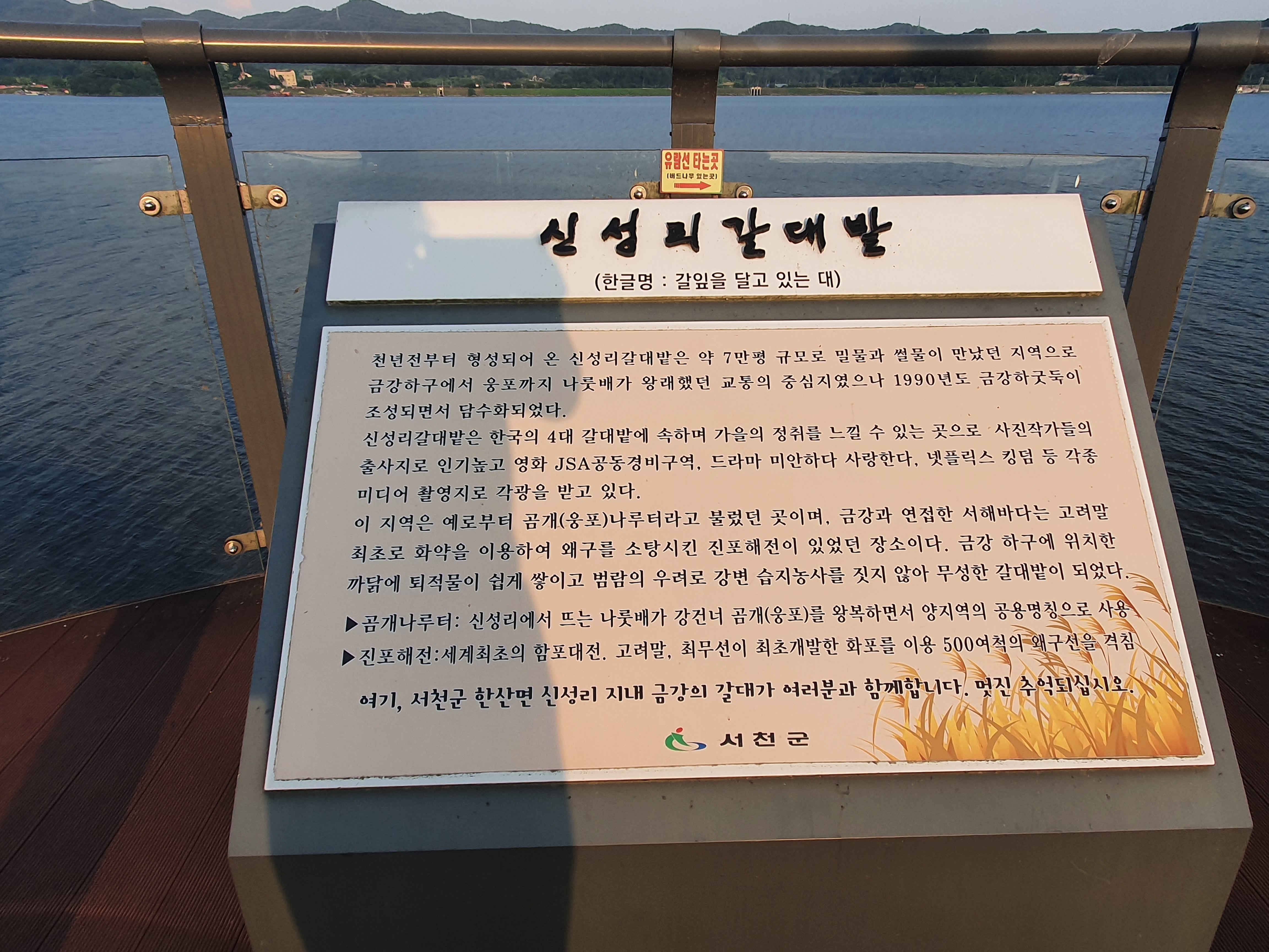 신성리 갈대밭