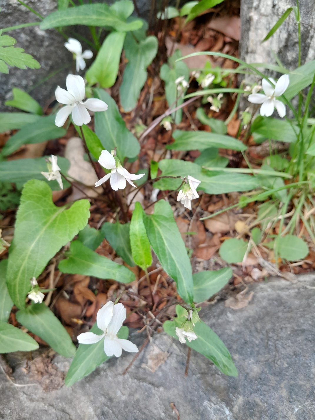 작은봄꽃들