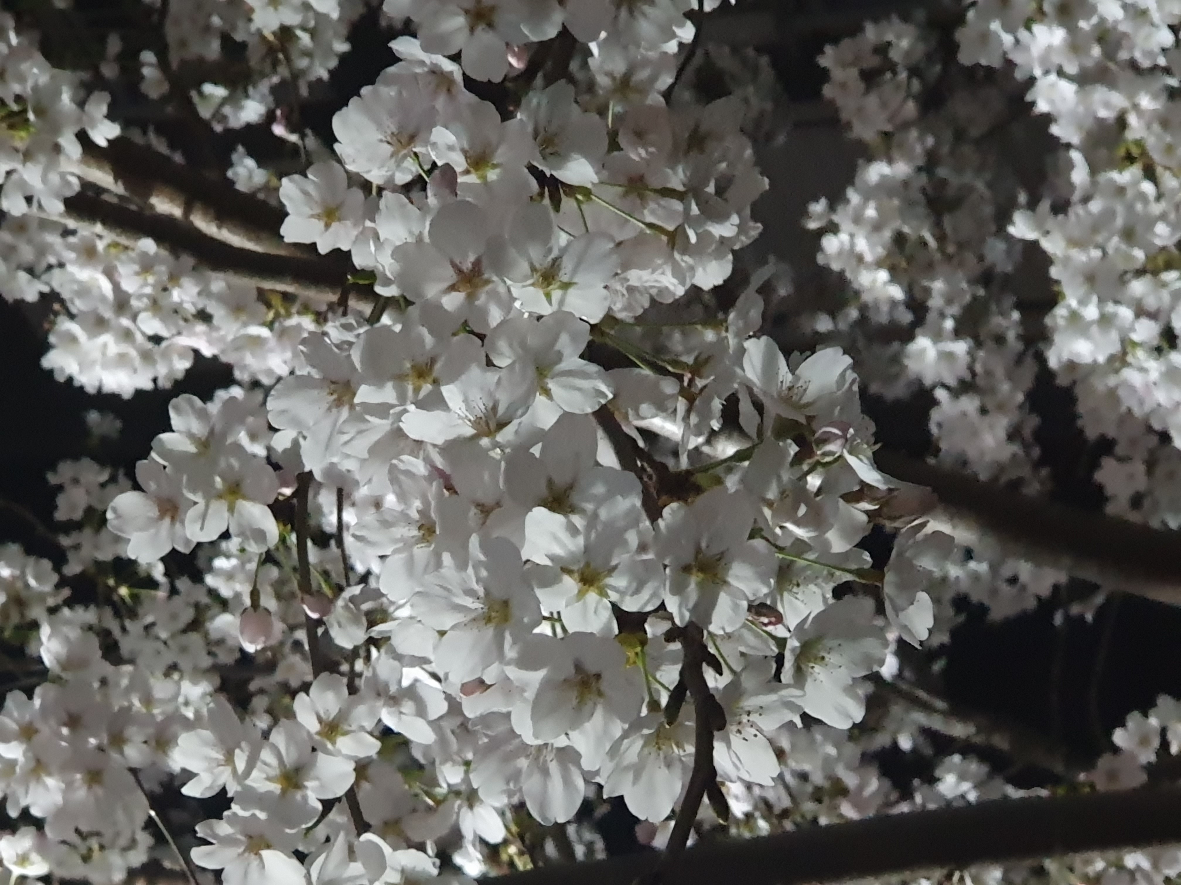 봄꽃 -벚꽃, 자목련