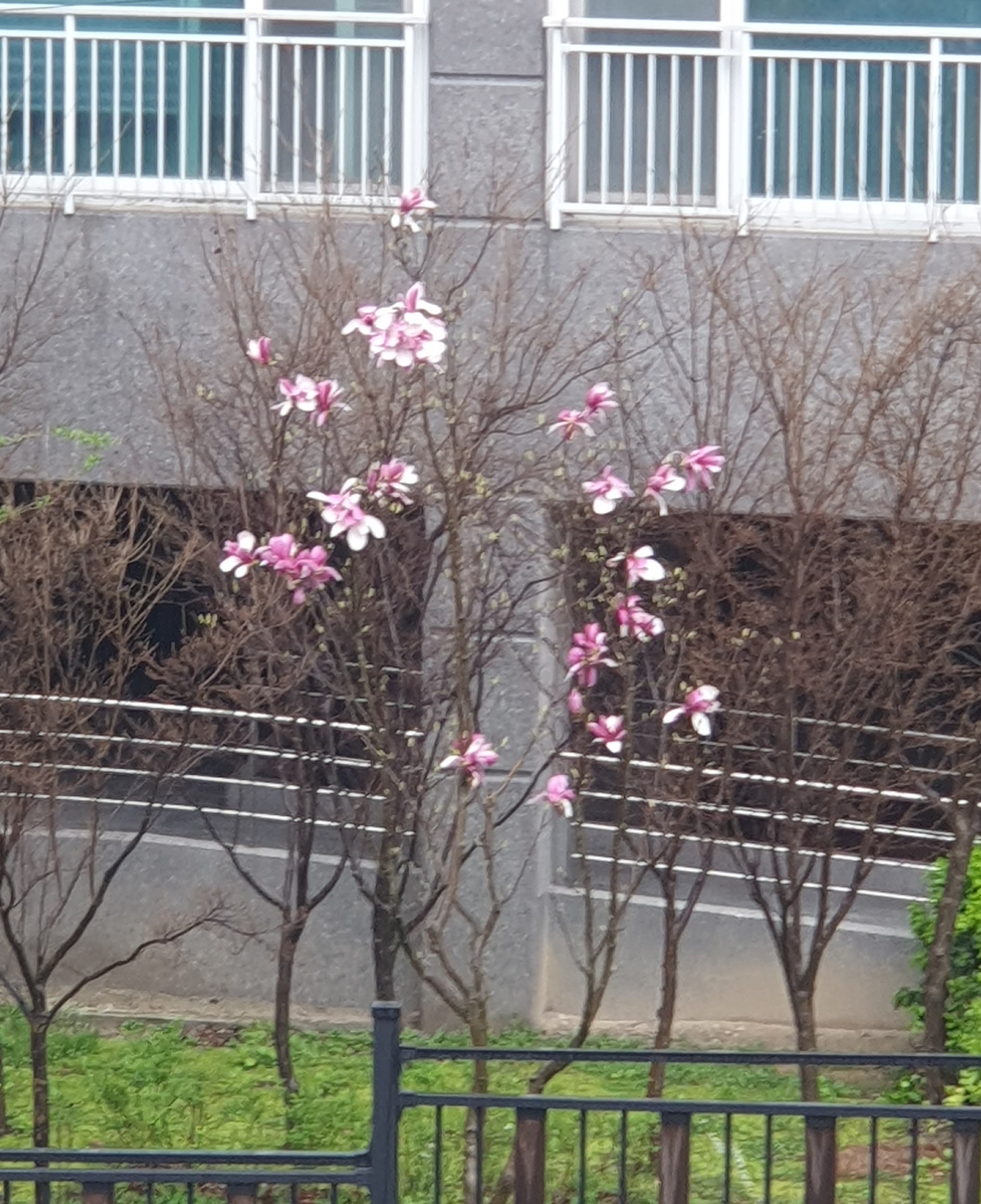 봄꽃 -벚꽃, 자목련