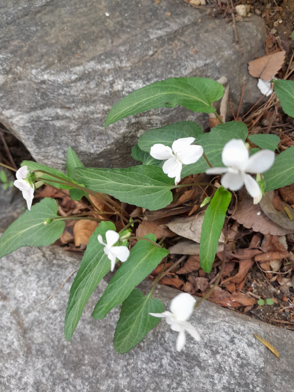흰젖제비꽃