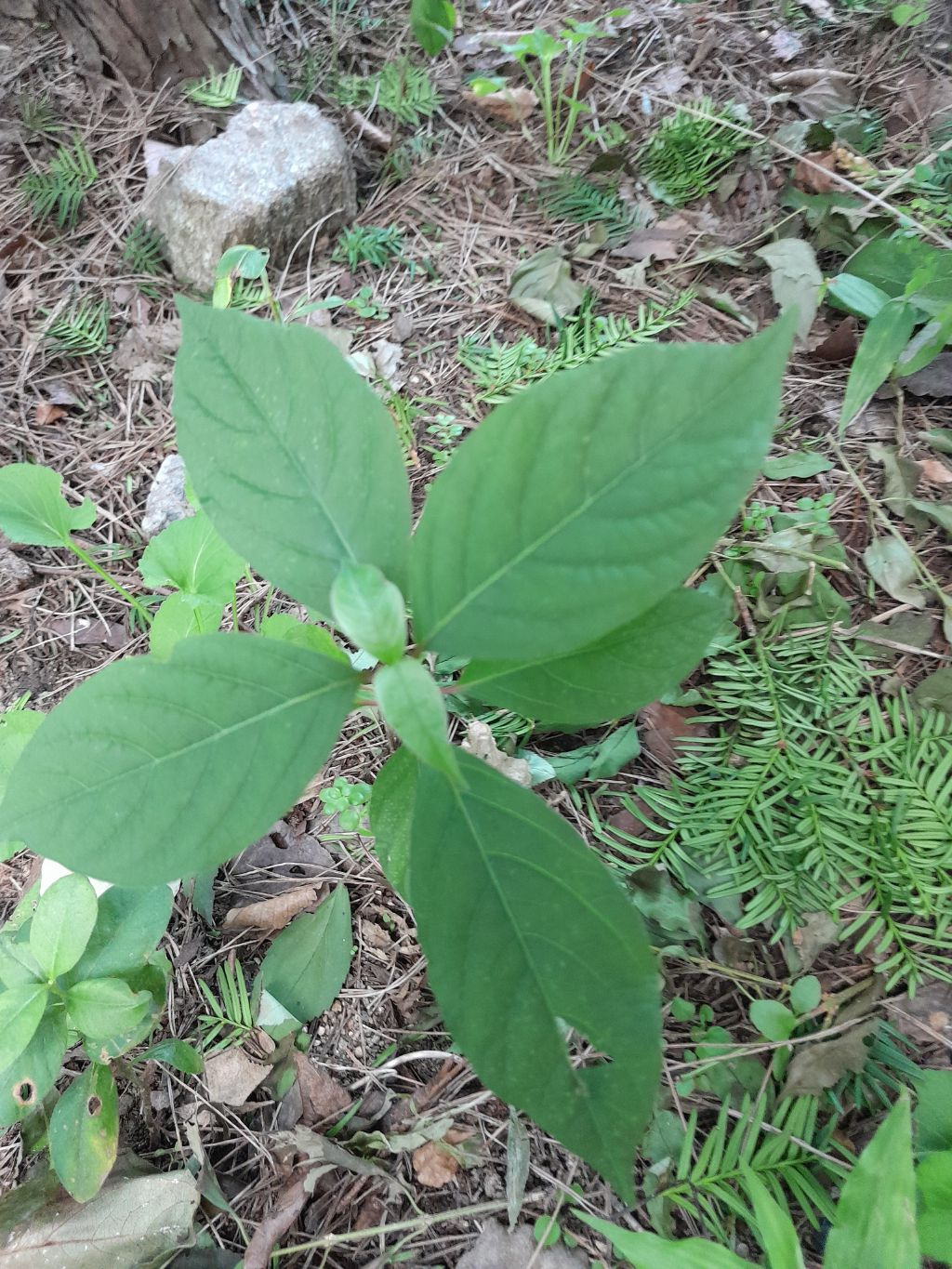 조마 조마 하다