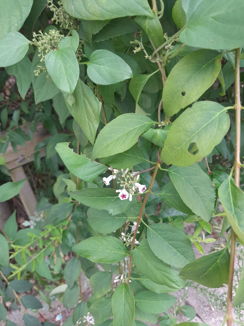 계요등