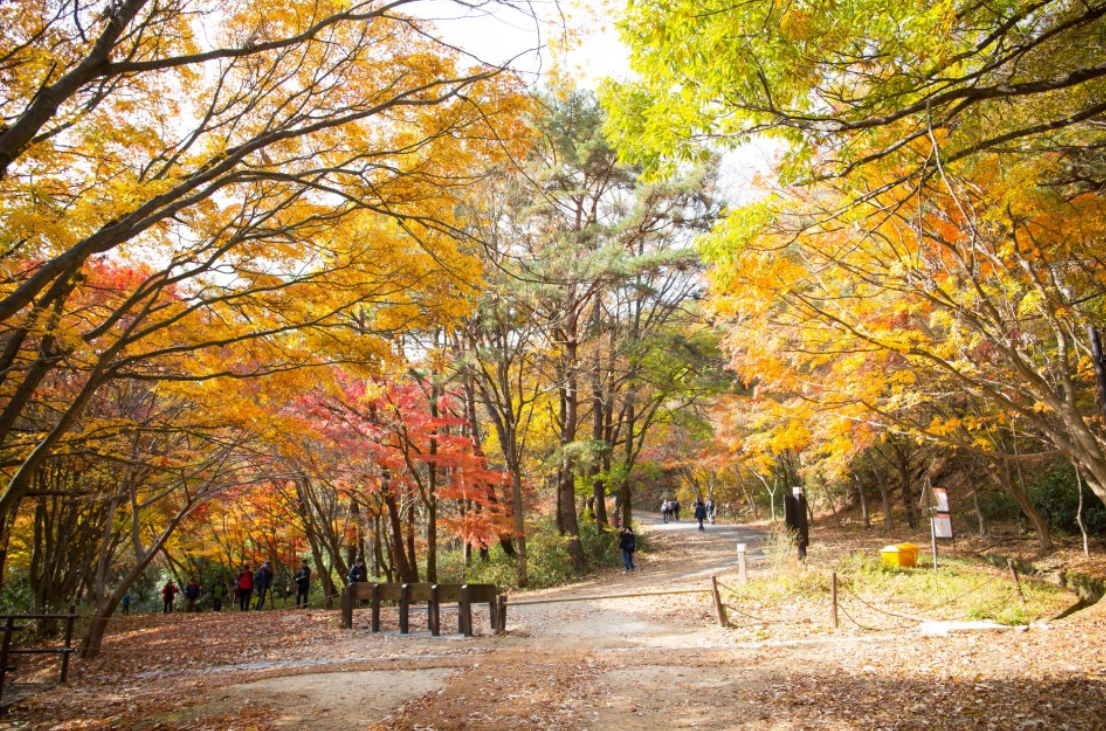 단풍