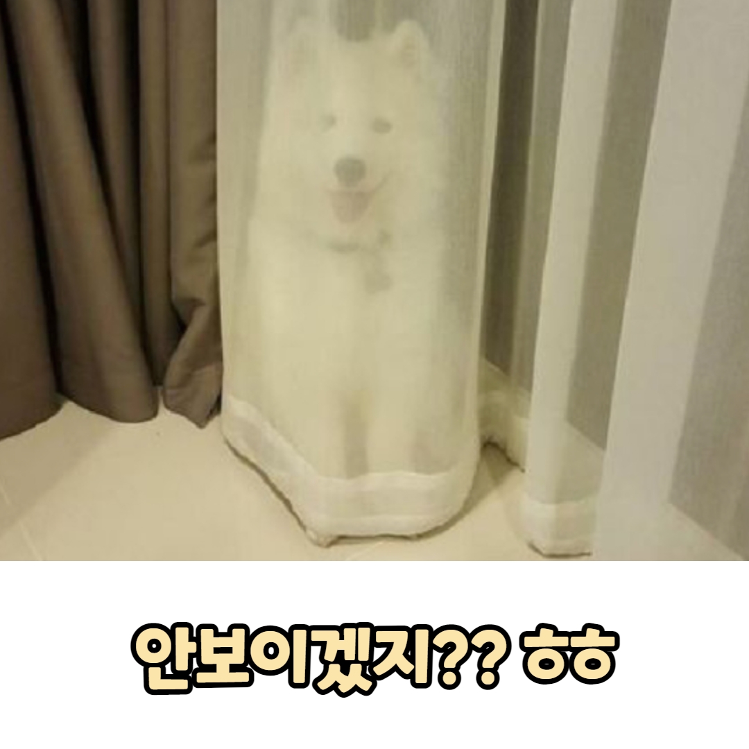 컨텐츠이미지