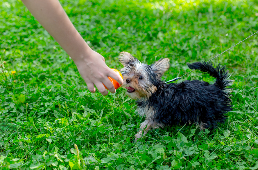 반려견의 소변 문제 어..