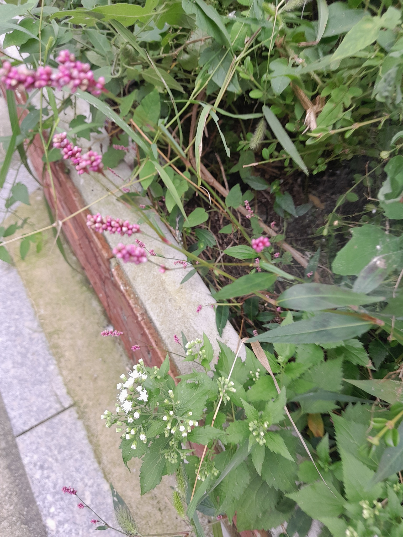 개여뀌