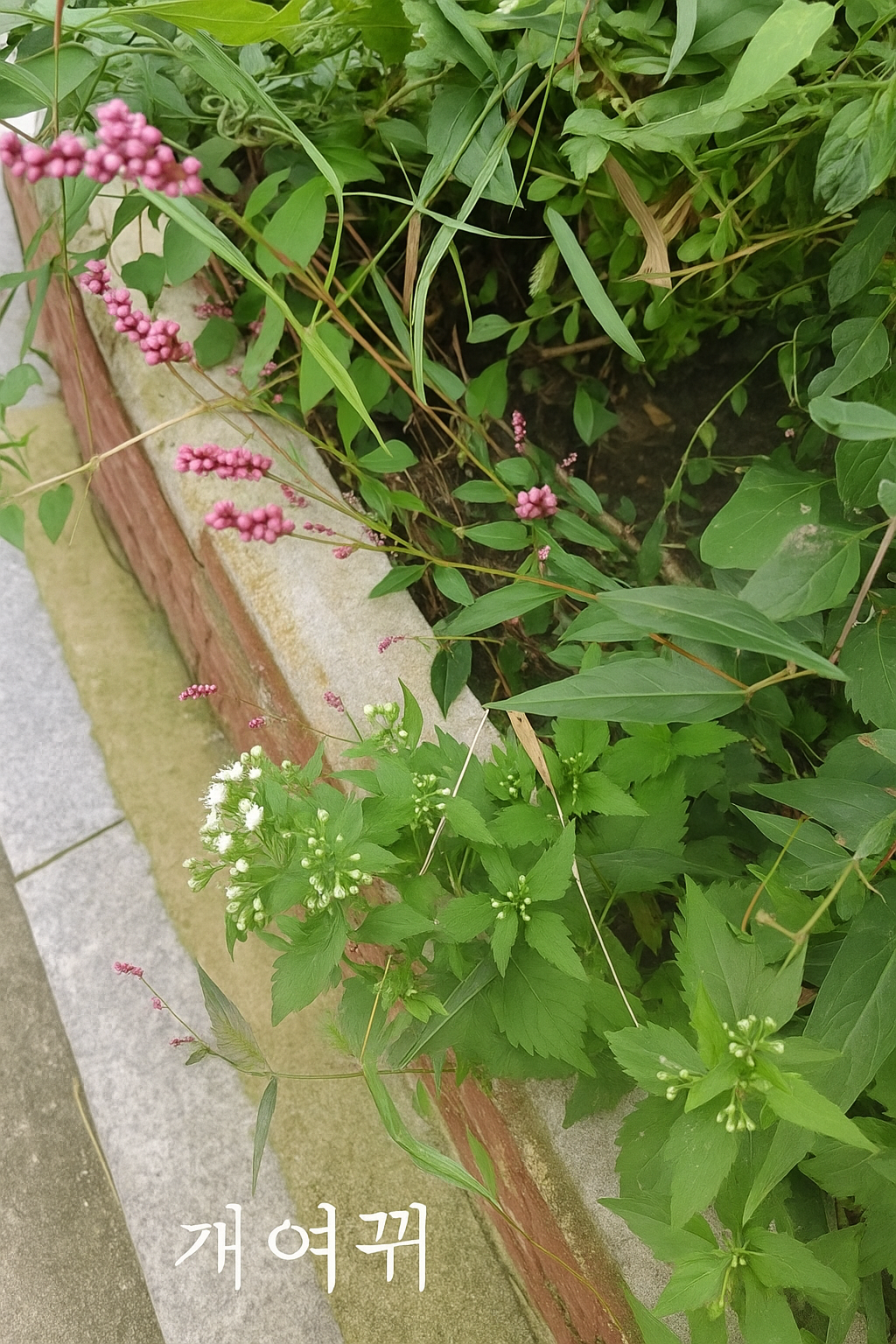 개여뀌