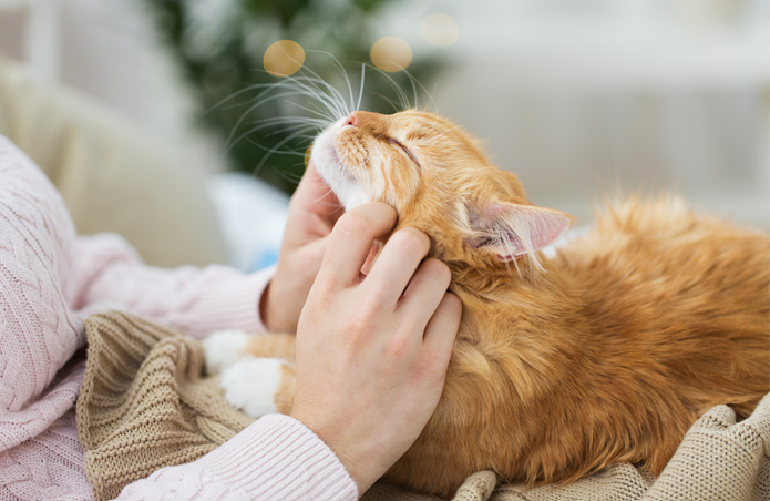 고양이를 키우는 세대에..