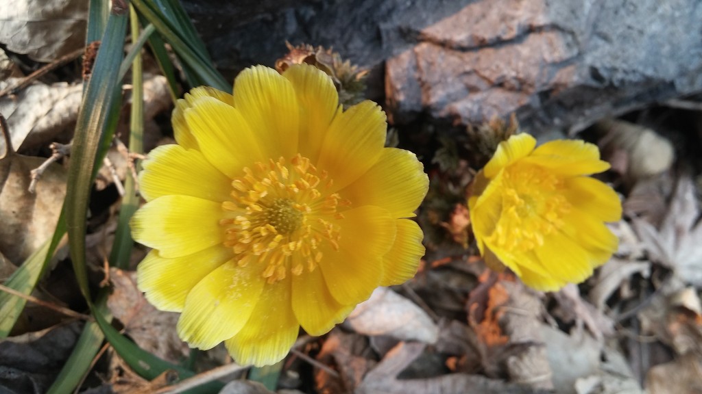 설 즈음 피어나는 꽃