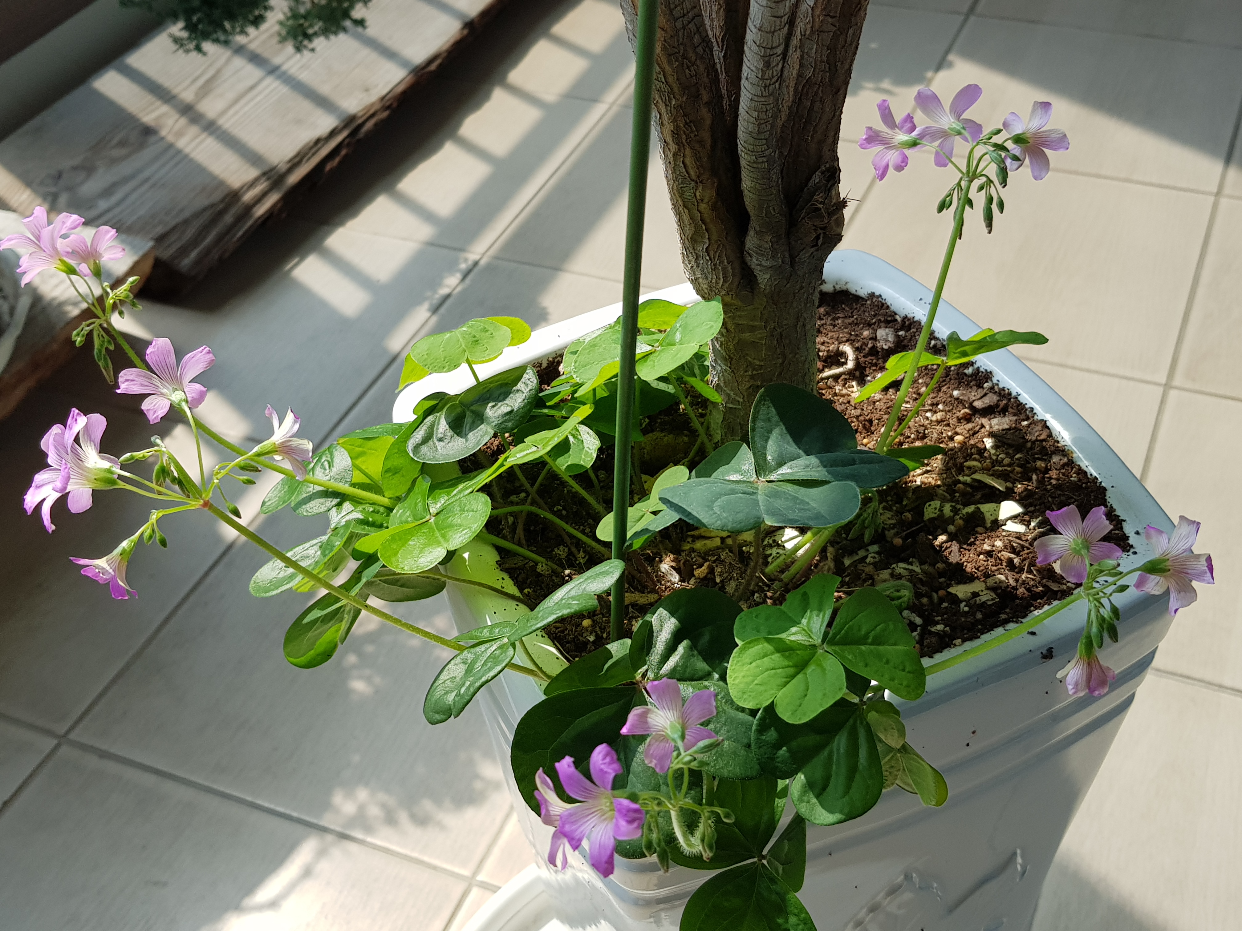 생명력 대단함(사랑초)