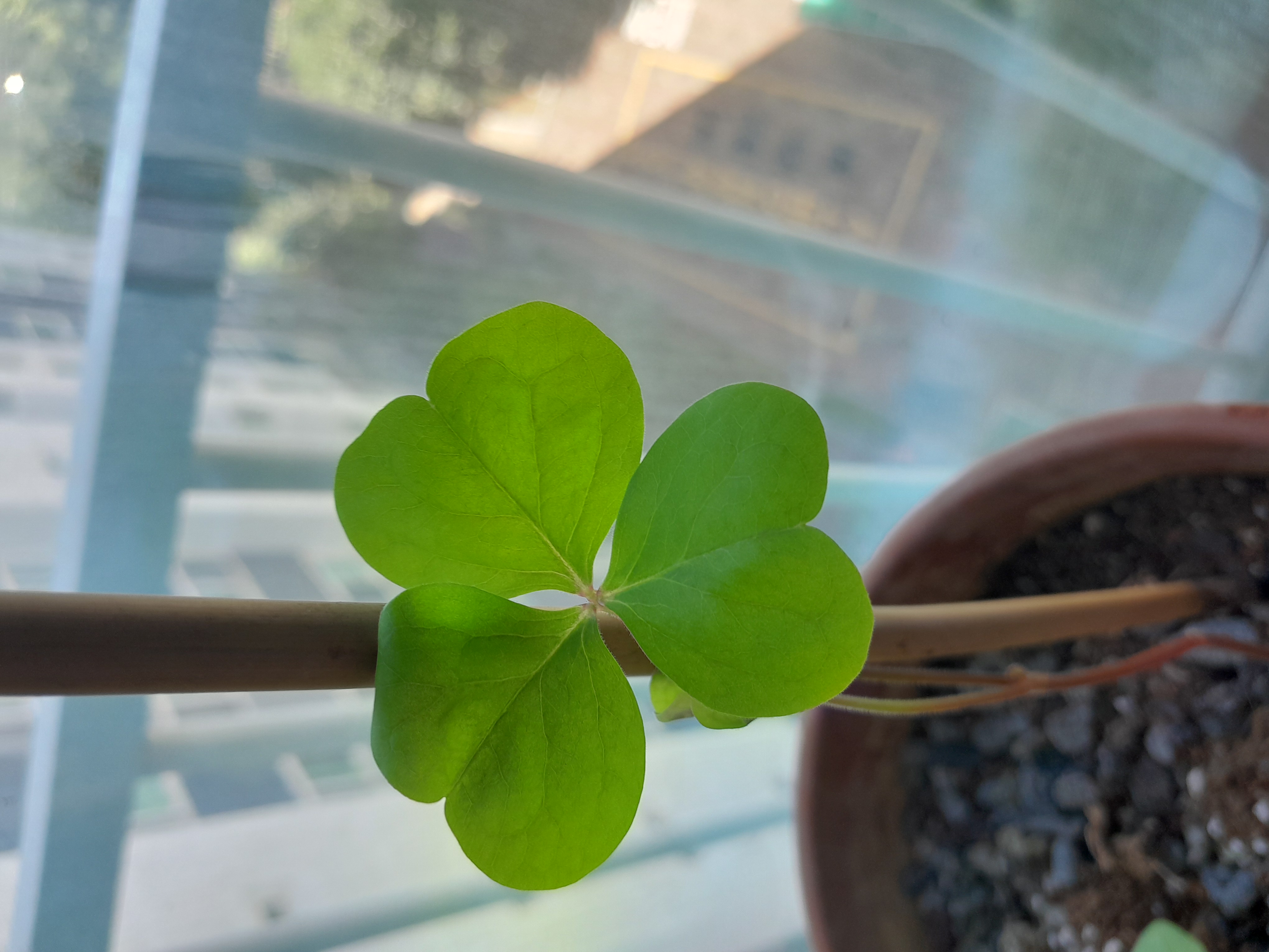 반려식물 리빙코랄사랑초