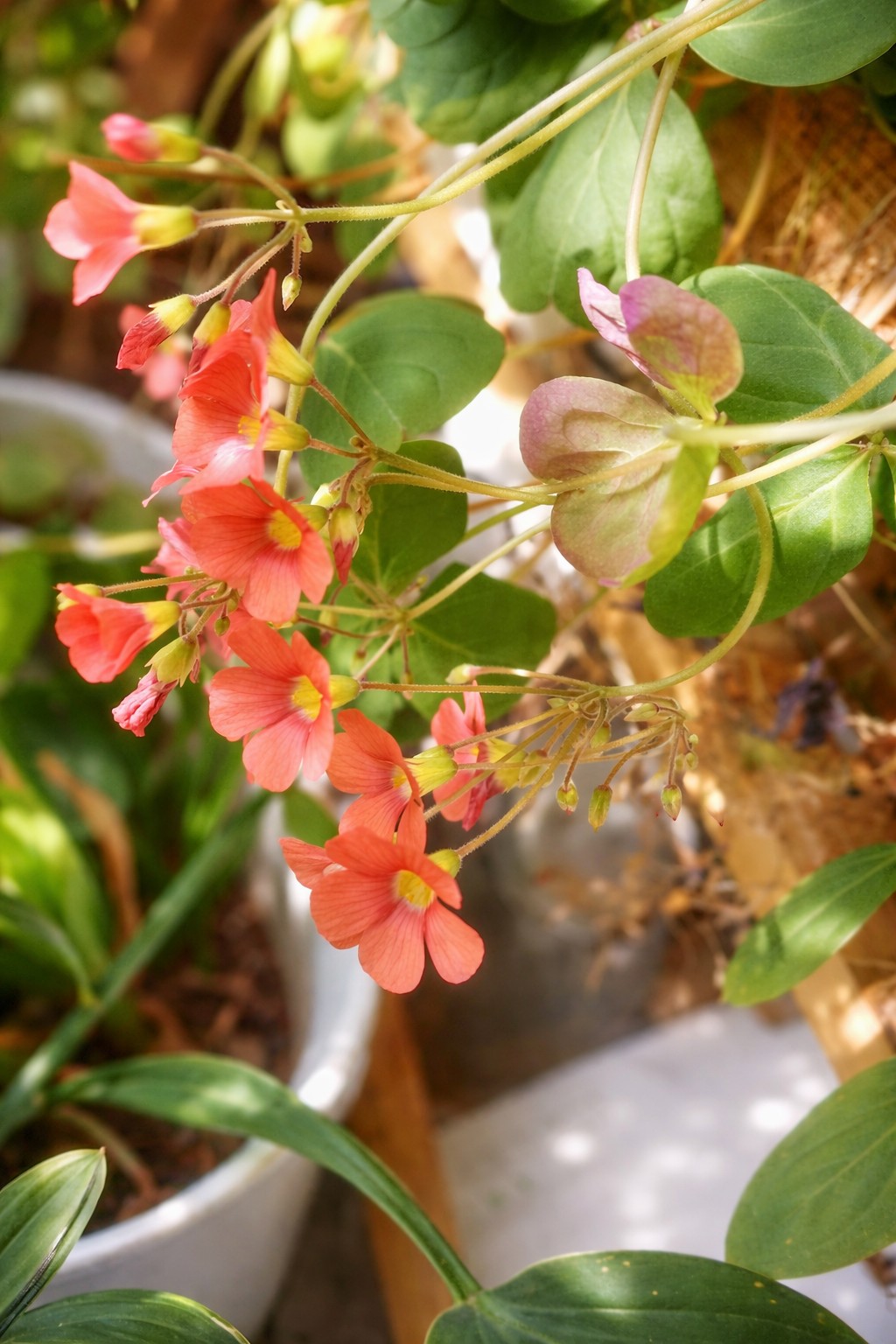 반려식물 리빙코랄사랑초