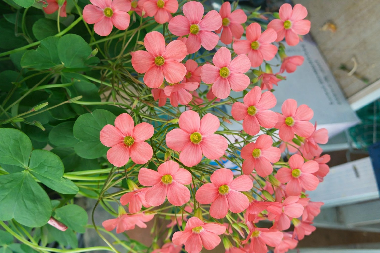 반려식물 리빙코랄사랑초