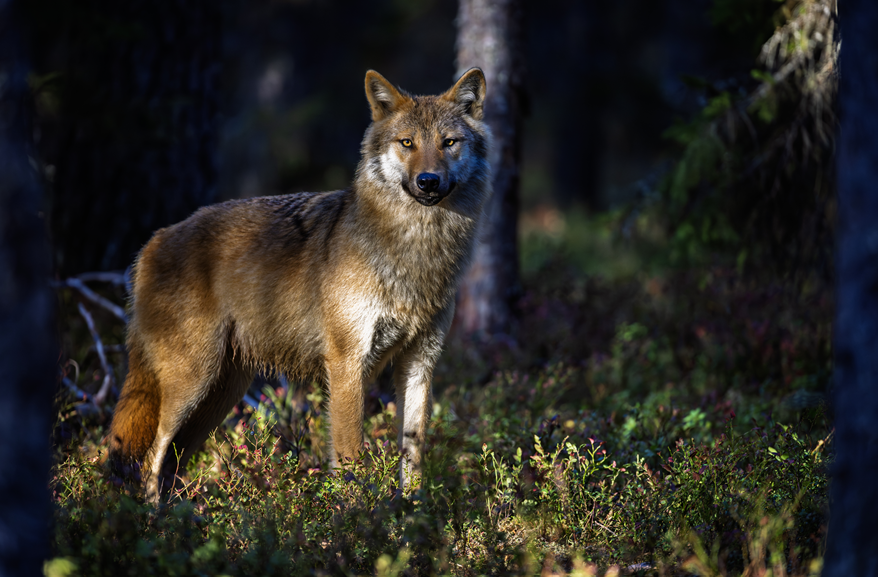 이번 늑구의 탈출과 그..