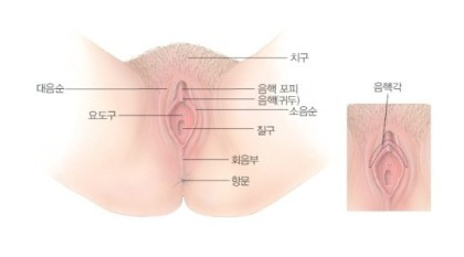 여성의 성기 구조의 이..